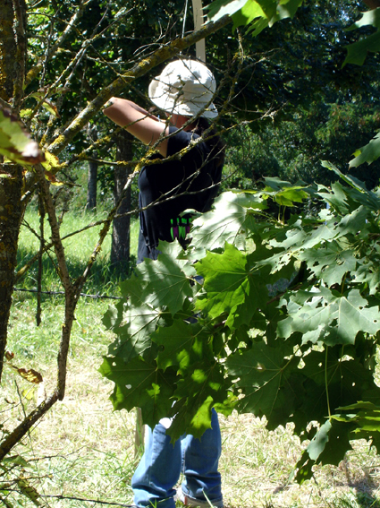 A travers les branches